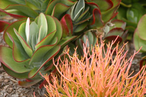 Beautiful succulent